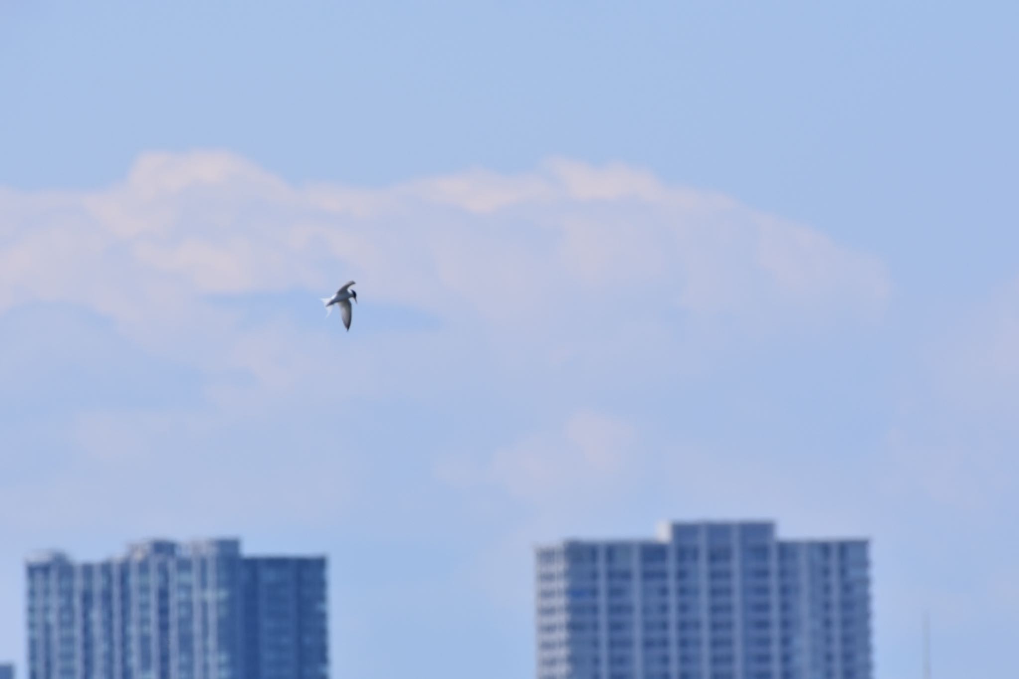 Photo of Common Tern at Kasai Rinkai Park by Hofstadter2303