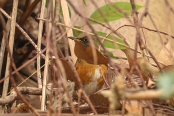 2019年2月13日(水) 三ツ池公園(横浜市鶴見区)の野鳥観察記録