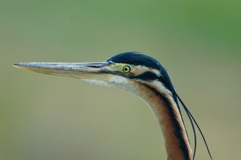 Purple Heron Unknown Spots Tue, 3/4/2008