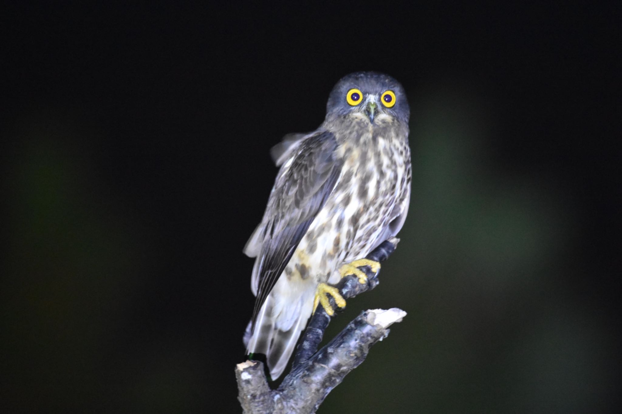 名護市 リュウキュウアオバズクの写真 by あやぱに