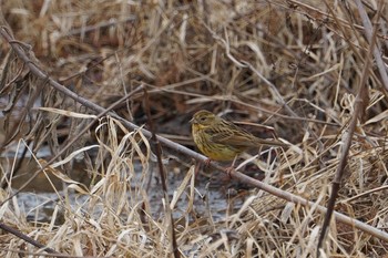 Thu, 2/14/2019 Birding report at 甲山森林公園