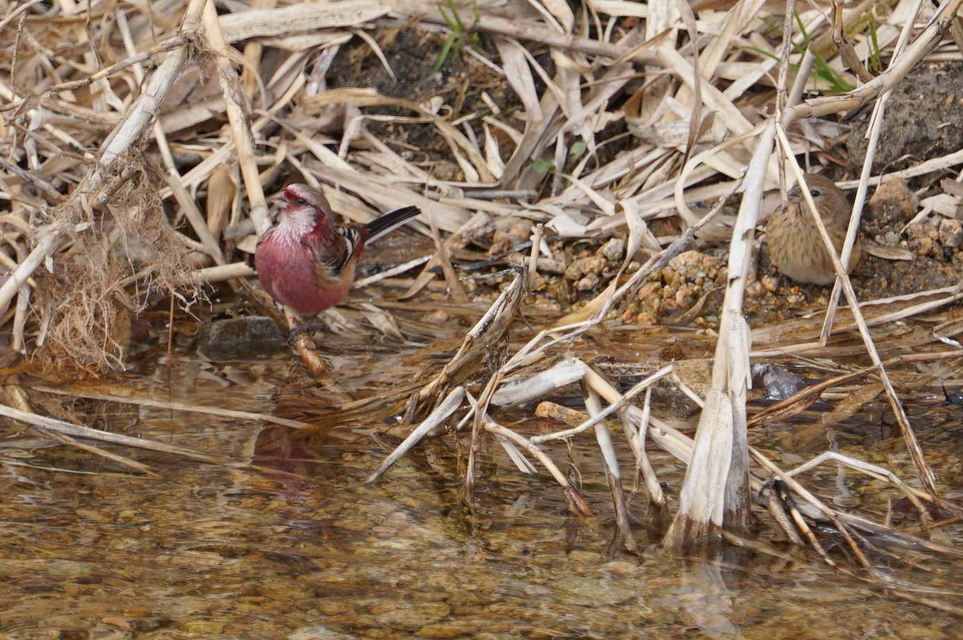 Photo of Siberian Long-tailed Rosefinch at 甲山森林公園 by マル