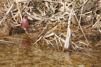 Siberian Long-tailed Rosefinch 甲山森林公園 Thu, 2/14/2019