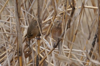 ベニマシコ 甲山森林公園 2019年2月14日(木)