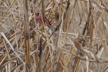 Siberian Long-tailed Rosefinch 甲山森林公園 Thu, 2/14/2019