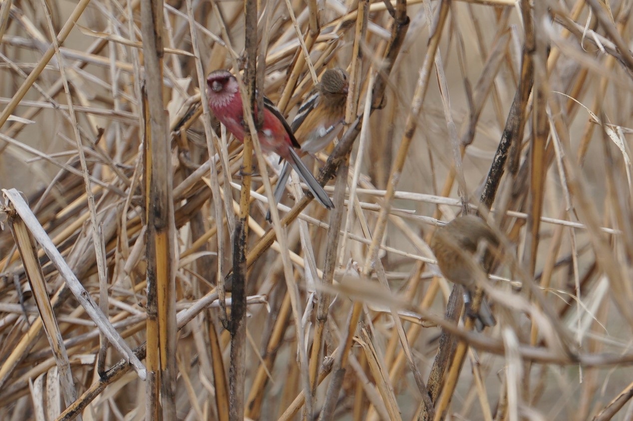 Photo of Siberian Long-tailed Rosefinch at 甲山森林公園 by マル