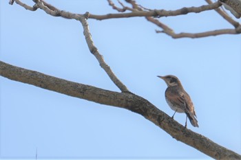 Dusky Thrush 甲山森林公園 Thu, 2/14/2019