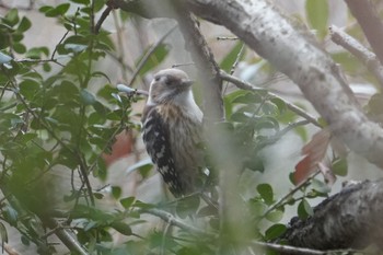 Japanese Pygmy Woodpecker 甲山森林公園 Thu, 2/14/2019