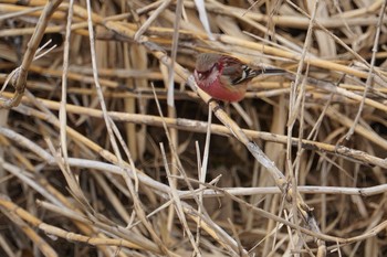 Siberian Long-tailed Rosefinch 甲山森林公園 Thu, 2/14/2019