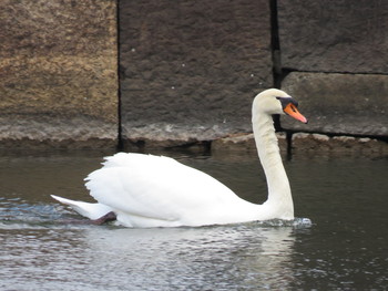 Mute Swan Imperial Palace Thu, 2/14/2019