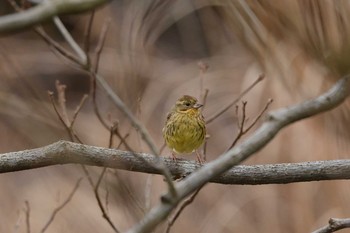 アオジ 甲山森林公園 2019年2月14日(木)