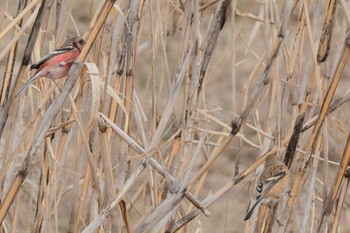 ベニマシコ 甲山森林公園 2019年2月14日(木)