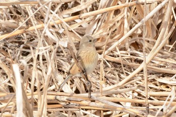 ベニマシコ 甲山森林公園 2019年2月14日(木)