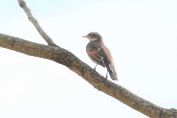 ツグミ 甲山森林公園 2019年2月14日(木)