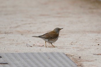 シロハラ 甲山森林公園 2019年2月14日(木)