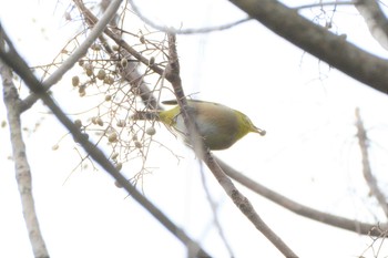 2019年2月14日(木) 甲山森林公園の野鳥観察記録