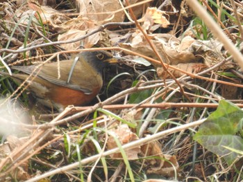 アカハラ 秋ヶ瀬公園 2019年2月14日(木)