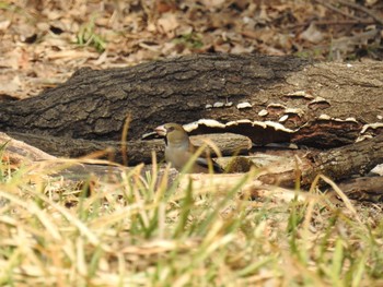 シメ 秋ヶ瀬公園 2019年2月14日(木)