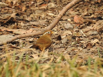 2019年2月14日(木) 秋ヶ瀬公園の野鳥観察記録