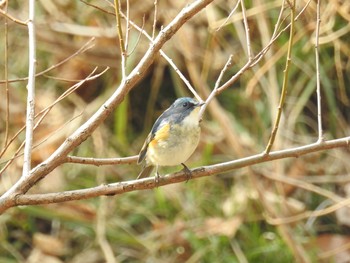 Red-flanked Bluetail Akigase Park Thu, 2/14/2019