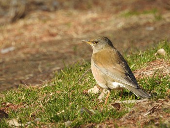 シロハラ 秋ヶ瀬公園 2019年2月14日(木)