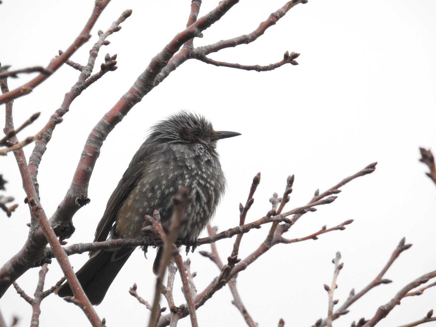 Photo of Brown-eared Bulbul at Kasai Rinkai Park by せっしー