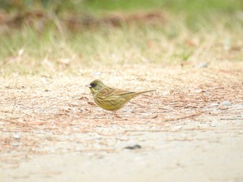 アオジ 葛西臨海公園 2019年2月13日(水)