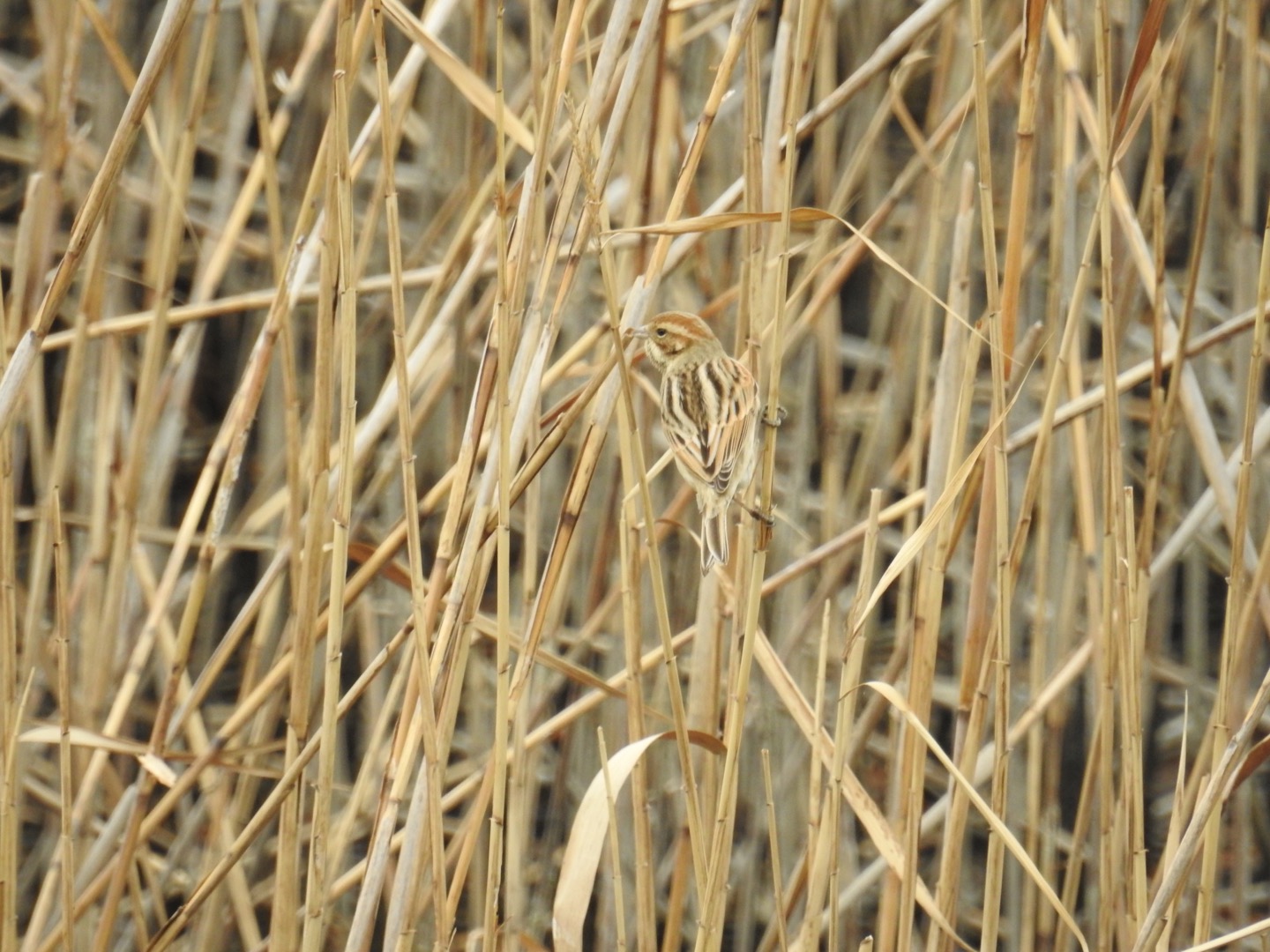 Photo of Common Reed Bunting at Kasai Rinkai Park by せっしー