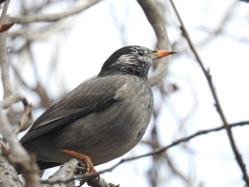 ムクドリ 葛西臨海公園 2019年2月13日(水)