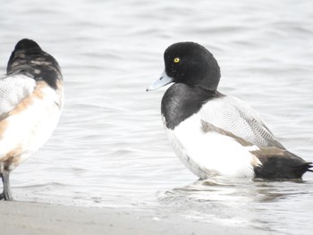 スズガモ 葛西臨海公園 2019年2月13日(水)