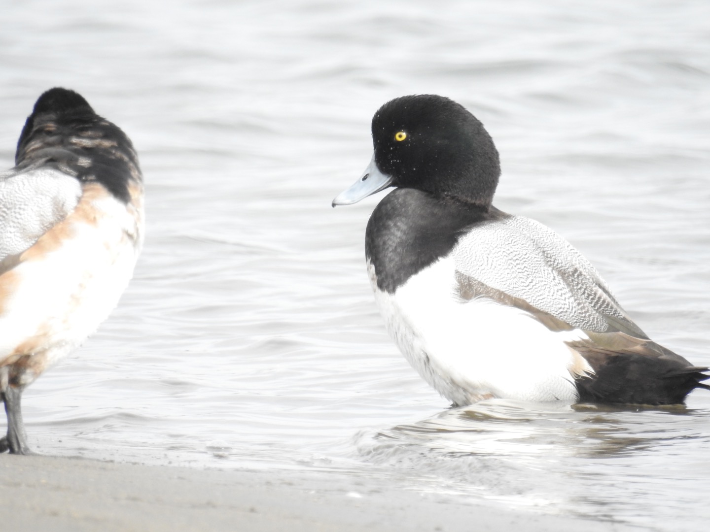 Photo of Greater Scaup at Kasai Rinkai Park by せっしー