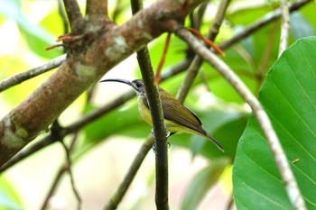 Little Spiderhunter Bukit Timah Nature Reserve (Singapore) Mon, 1/28/2019