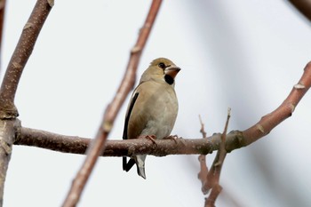 2019年2月14日(木) 加木屋緑地の野鳥観察記録