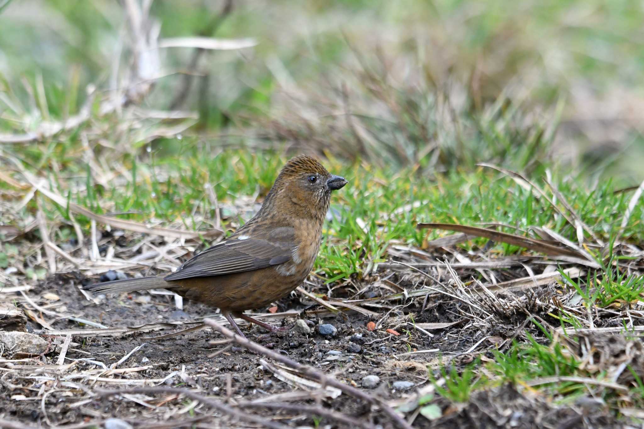 Taiwan Rosefinch