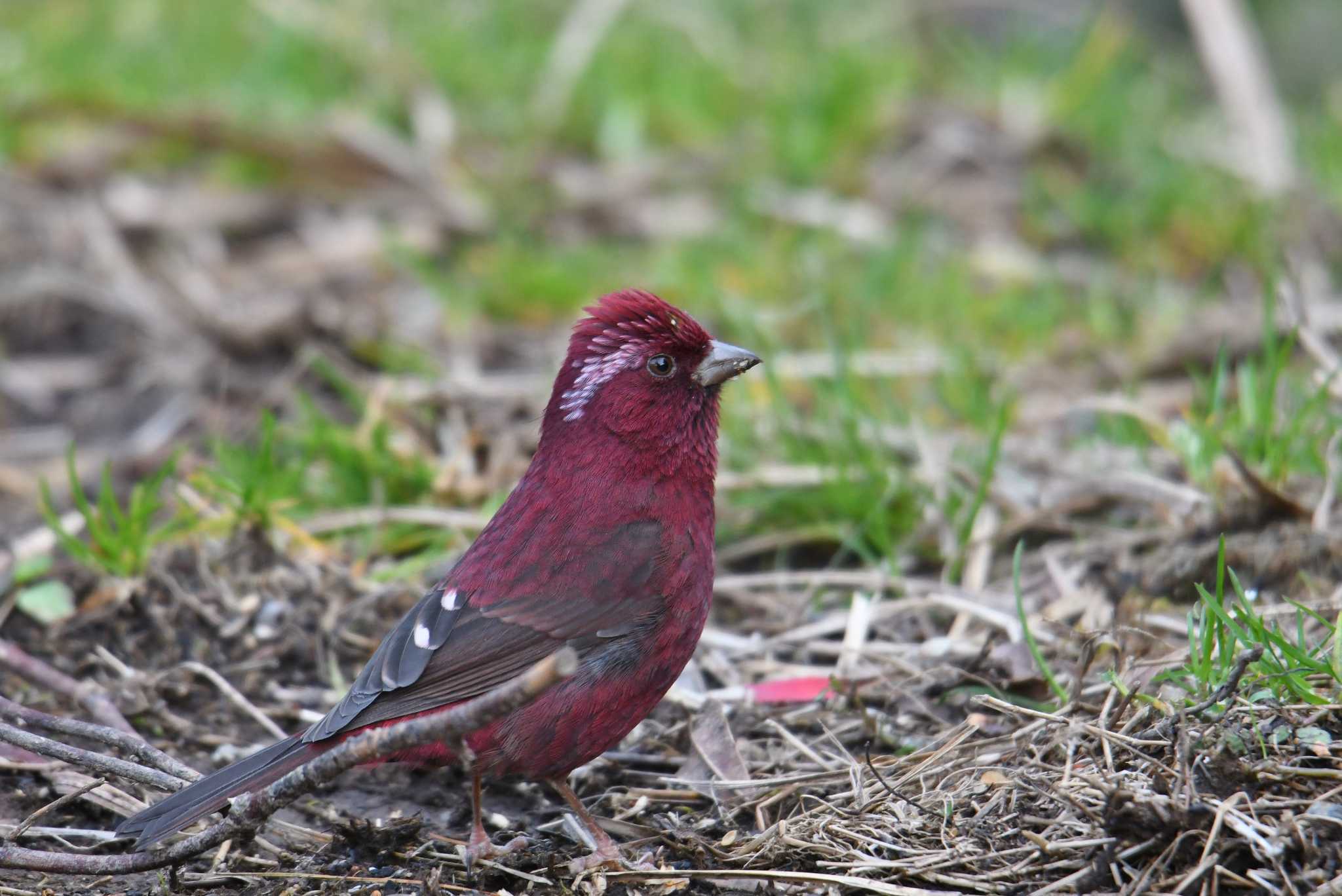 Photo of Taiwan Rosefinch at 大雪山国家森林遊楽区 by あひる