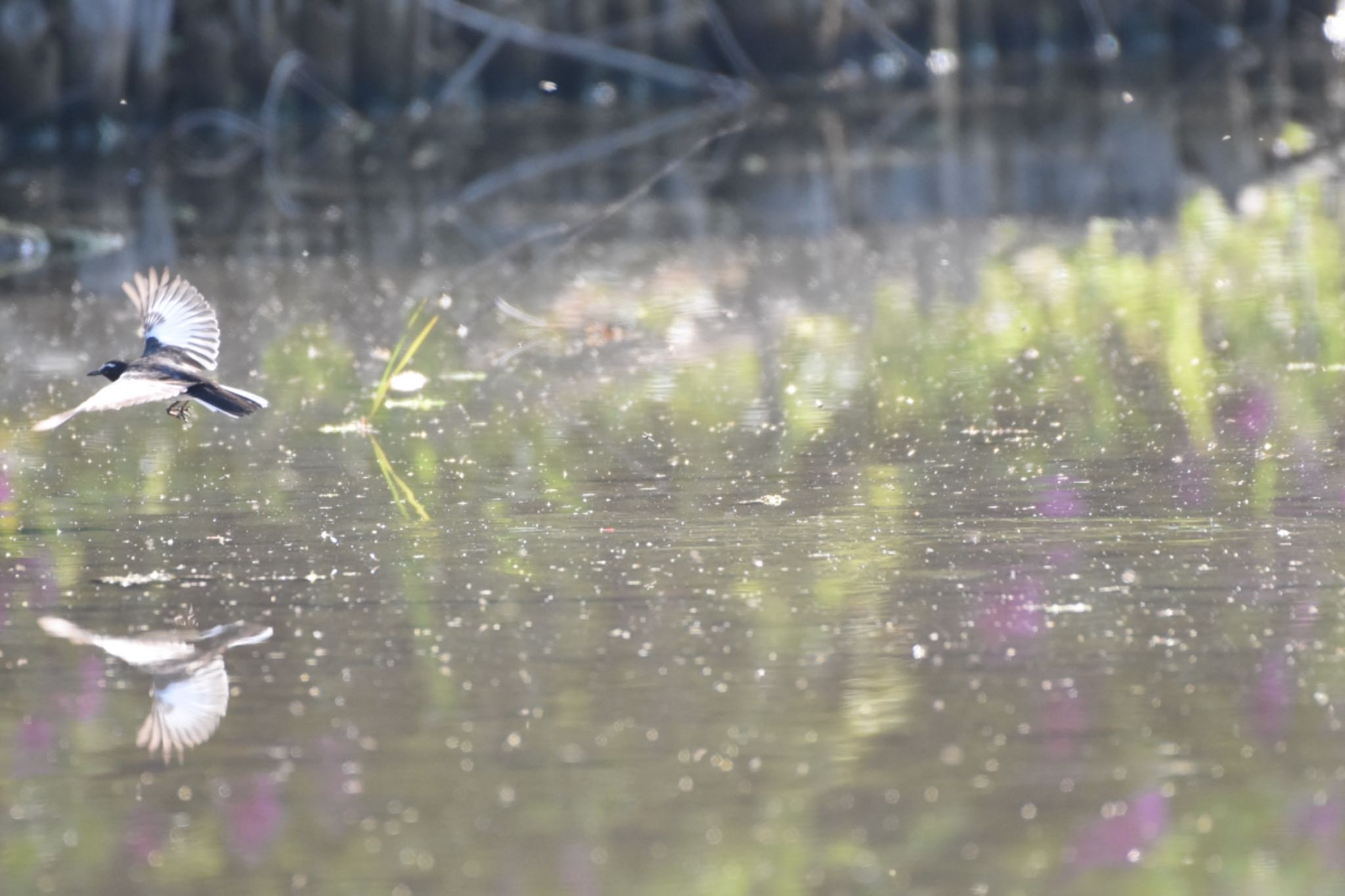 水元公園 セグロセキレイの写真 by Hofstadter2303