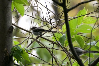 2017年5月3日(水) 占春園の野鳥観察記録