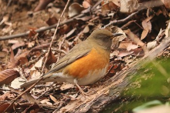 アカハラ 三ツ池公園(横浜市鶴見区) 2019年2月15日(金)