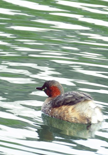 Little Grebe Machida Yakushiike Park Fri, 2/15/2019