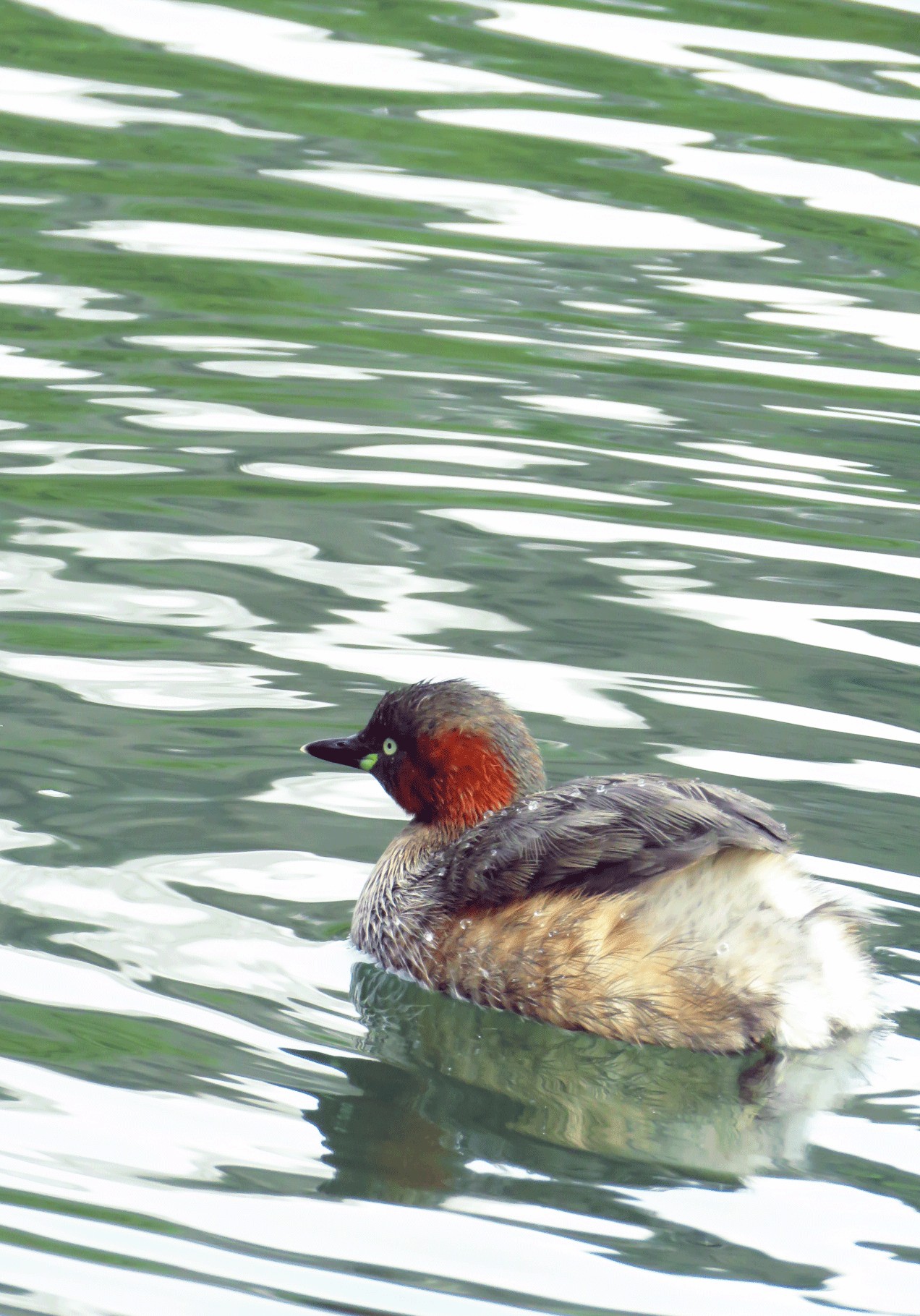 Little Grebe