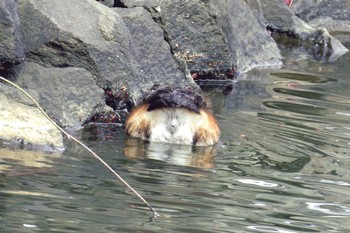 Little Grebe Machida Yakushiike Park Fri, 2/15/2019