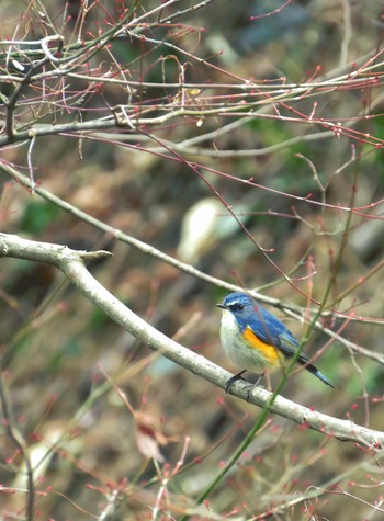 Red-flanked Bluetail Machida Yakushiike Park Fri, 2/15/2019