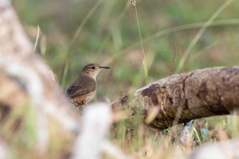 2019年1月4日(金) Gamboaの野鳥観察記録