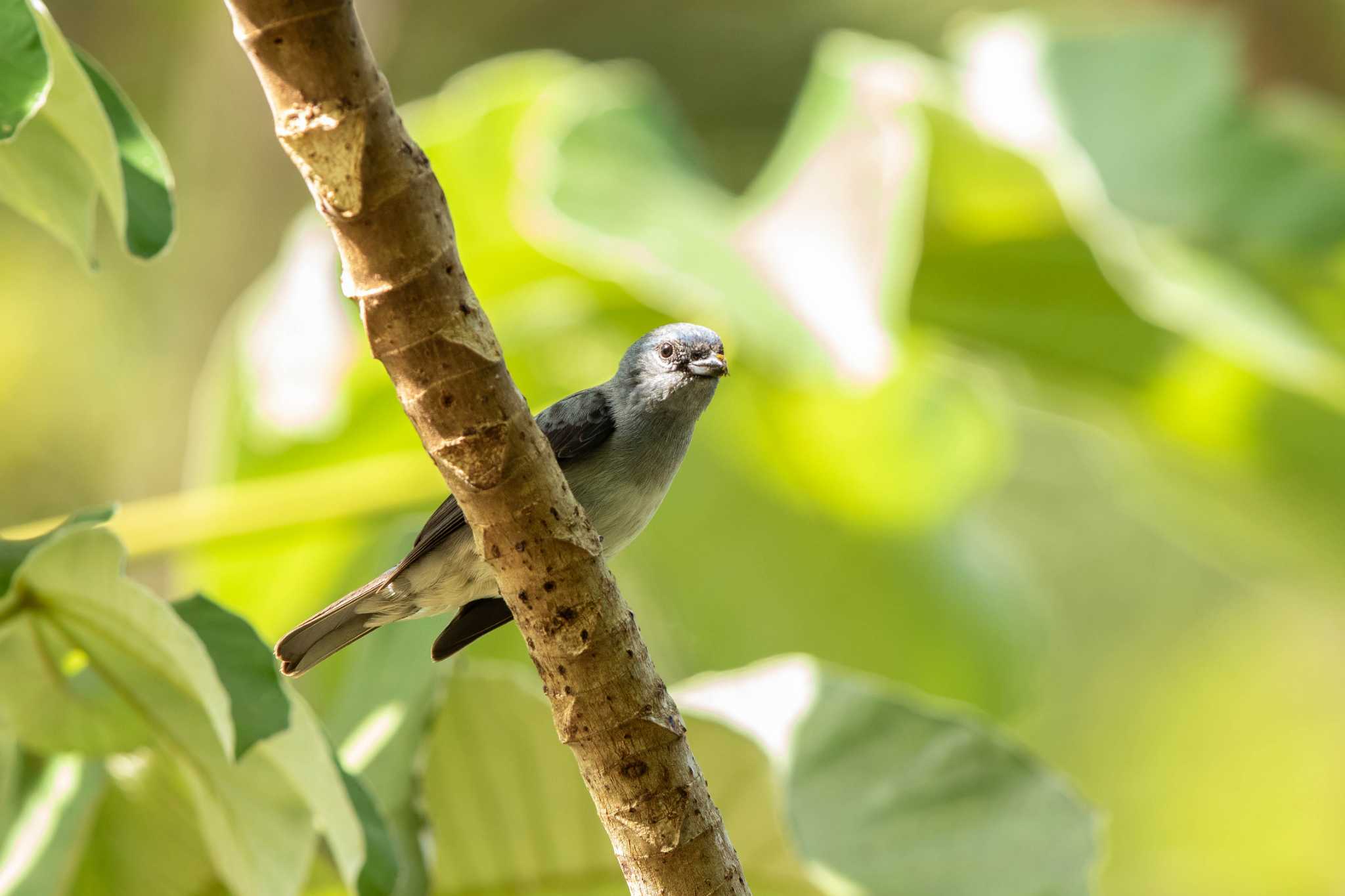 Photo of Plain-colored Tanager at Summit Ponds by Trio