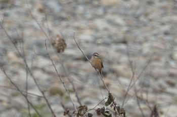 Meadow Bunting 千代川 Fri, 2/15/2019