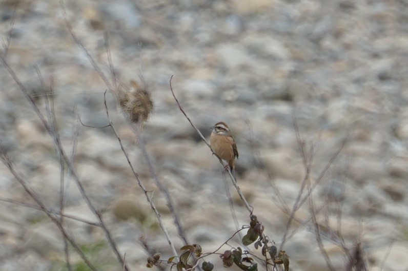 Photo of Meadow Bunting at 千代川 by マル