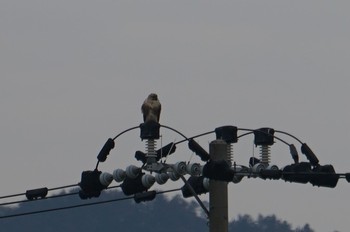 Eastern Buzzard 千代川 Fri, 2/15/2019