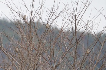 Japanese Grosbeak 千代川 Fri, 2/15/2019