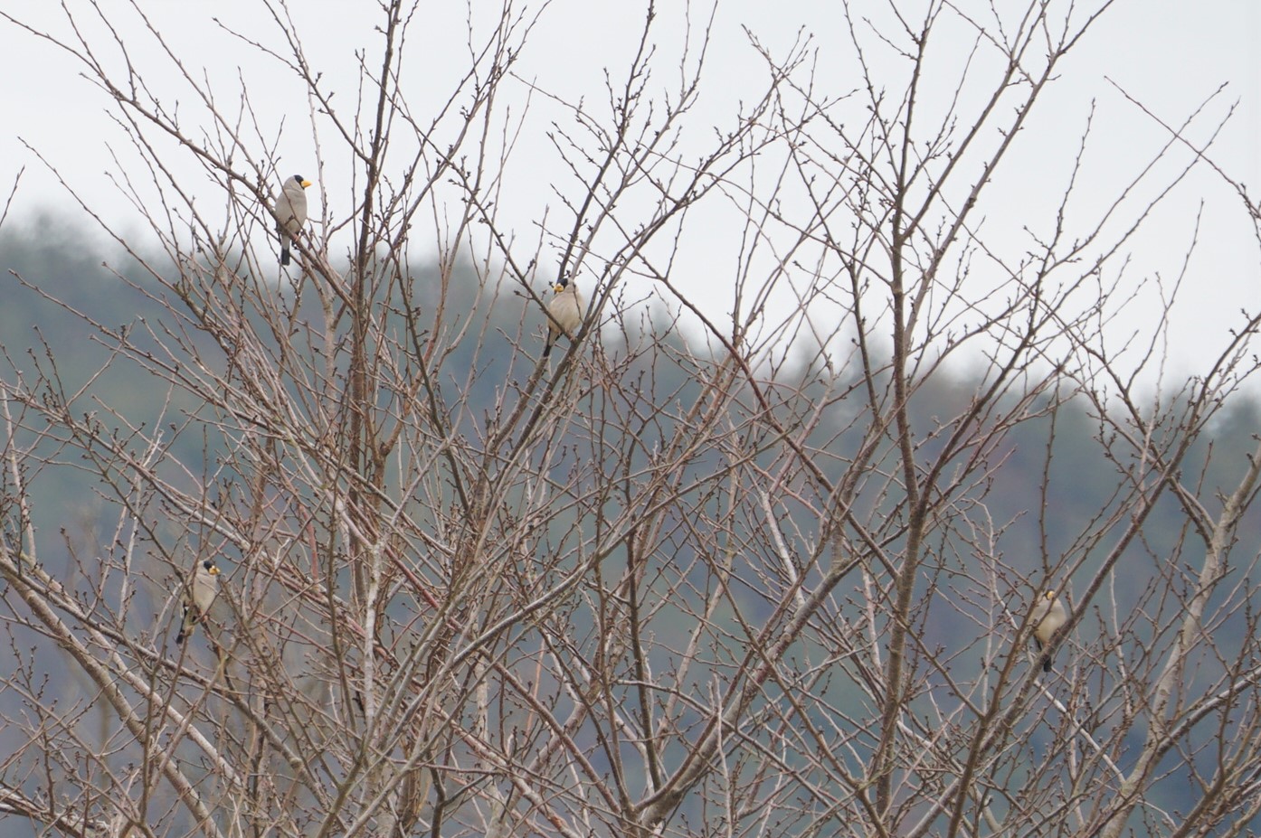 Photo of Japanese Grosbeak at 千代川 by マル