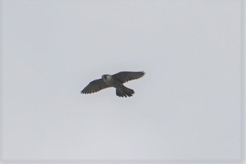 Peregrine Falcon 千代川 Fri, 2/15/2019